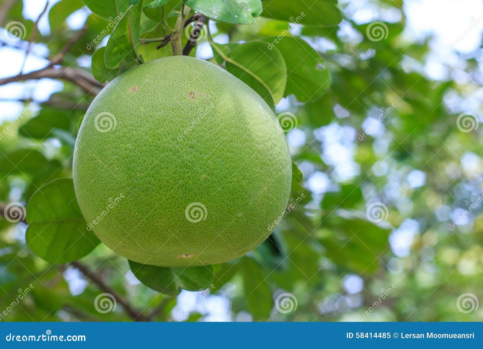Pomelo Fruit on the Tree in Garden Selective Focus Stock Image Image