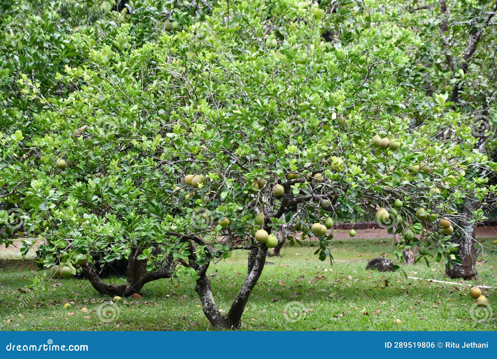 A Pomelo Fruit on a Tree stock photo. Image of flower 289519806