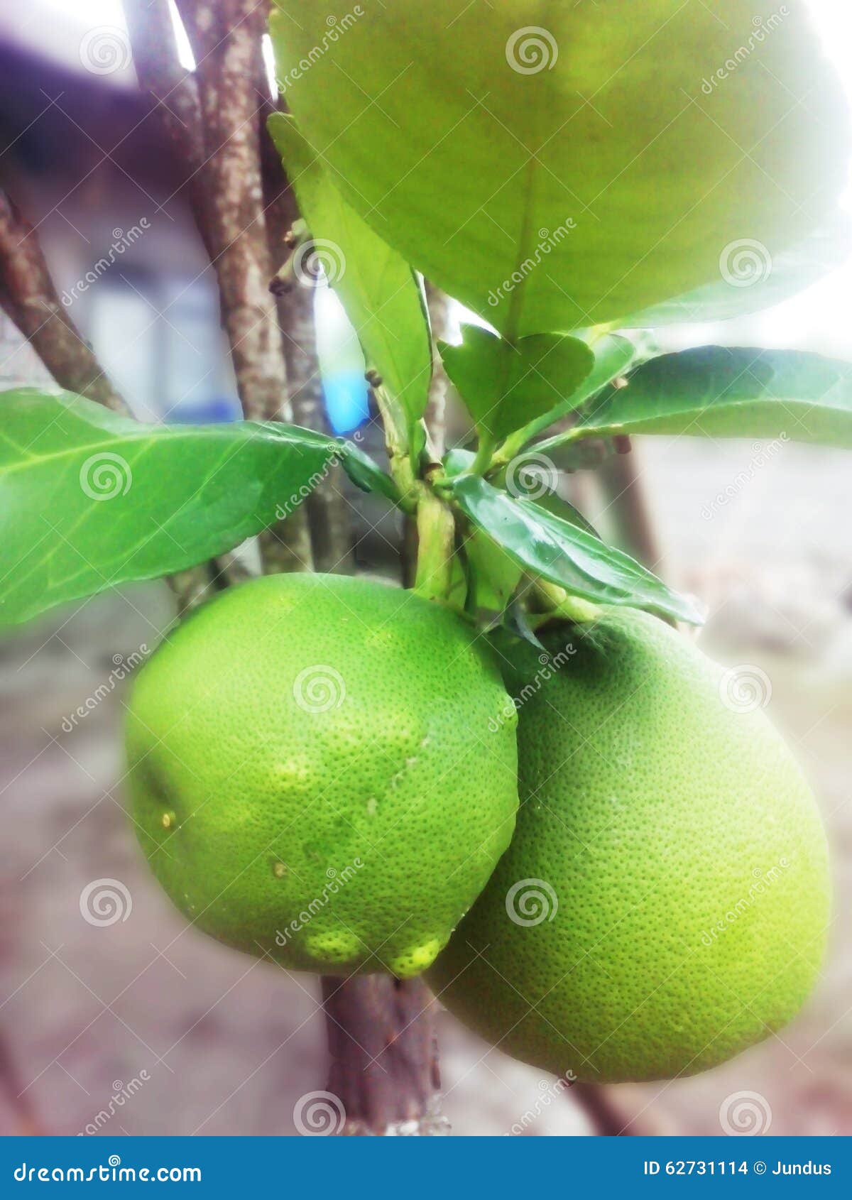 Pomelo. stock photo. Image of stem, green, plant, leaves 62731114
