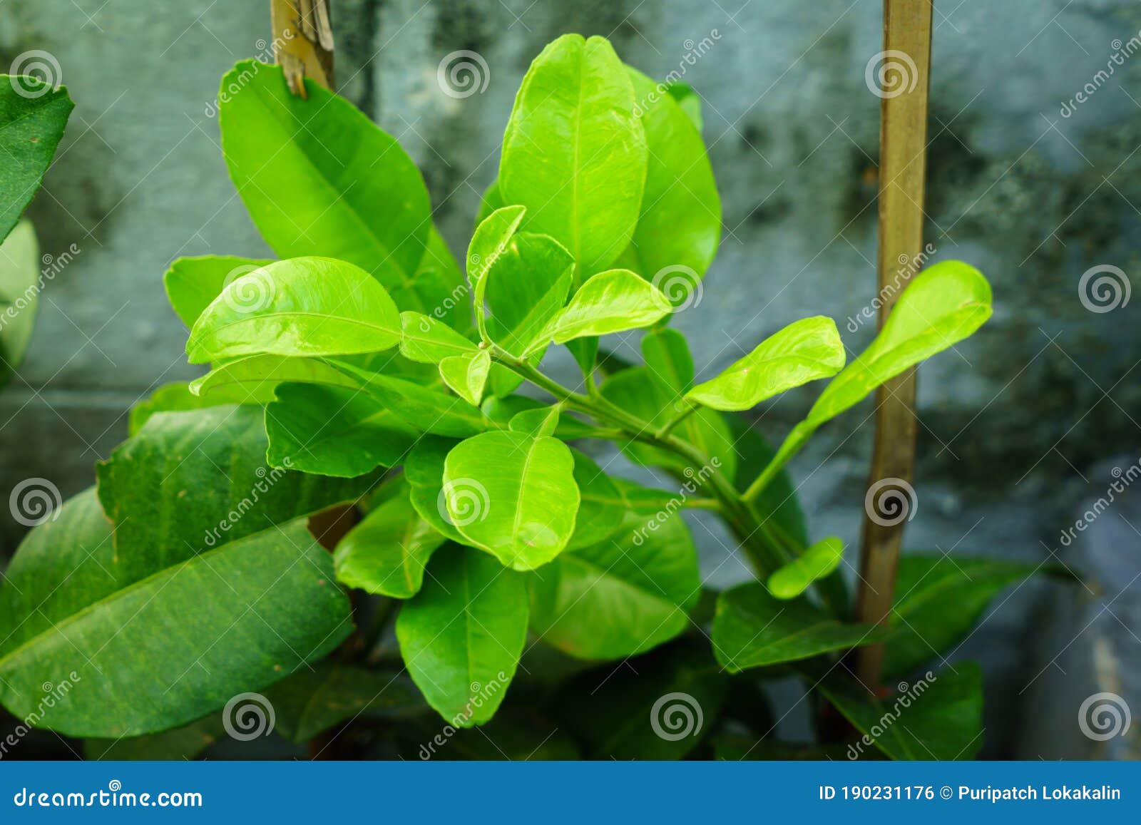 Pomelo leaves stock photo. Image of fruit, garden, biggest 190231176