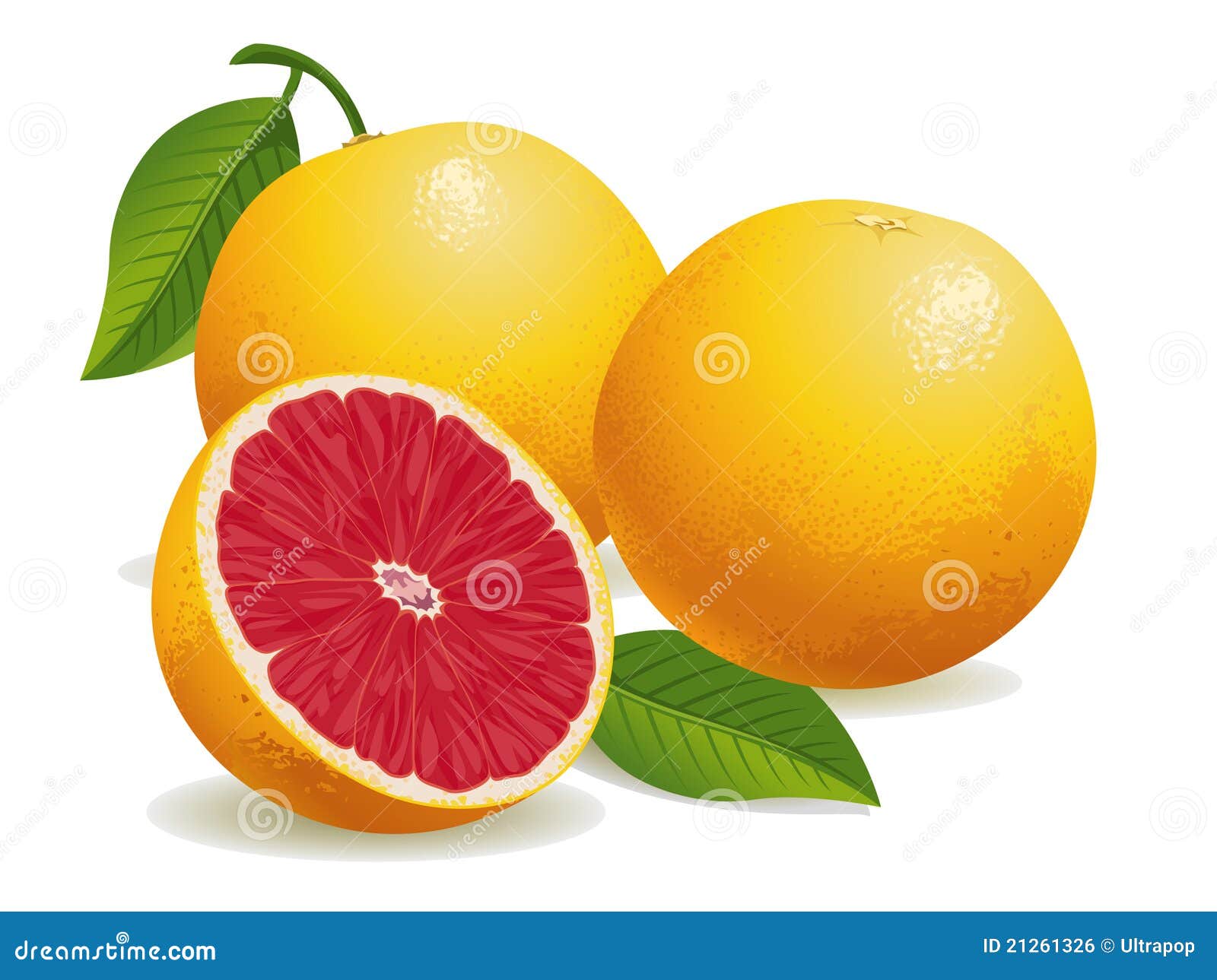 Pomelo rosado ilustración del vector. Ilustración de salud 21261326