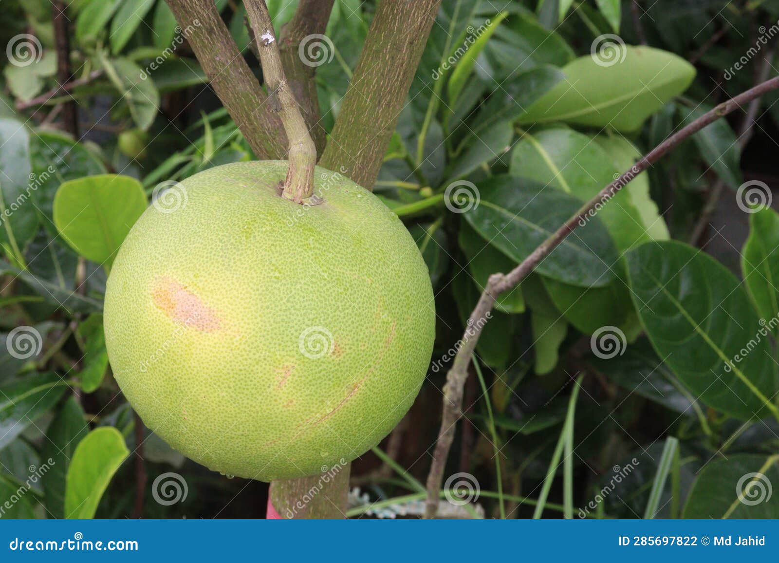 Pomelo on tree in farm stock photo. Image of tropical 285697822