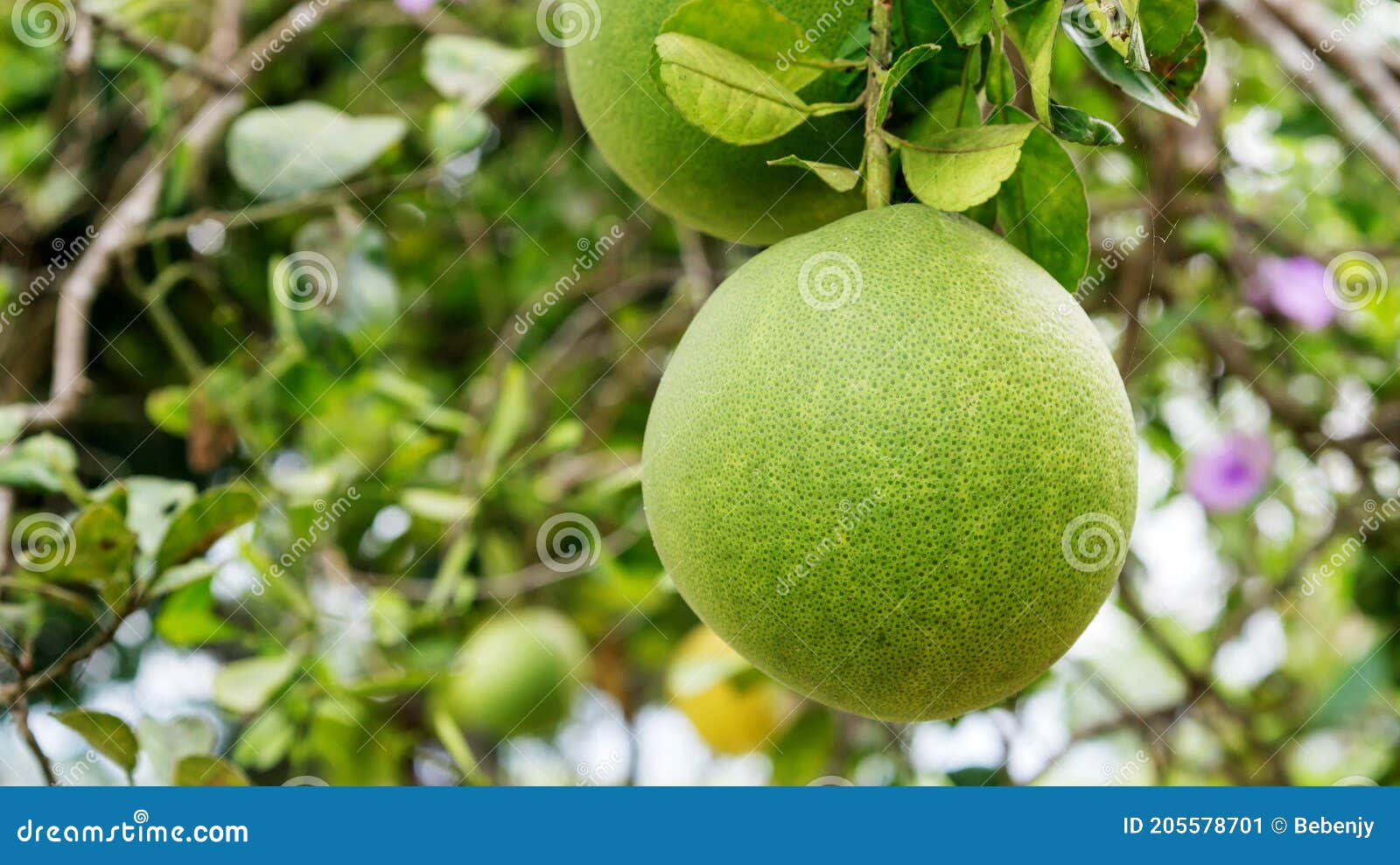 Pomelo tree in an orchard stock image. Image of garden 205578701
