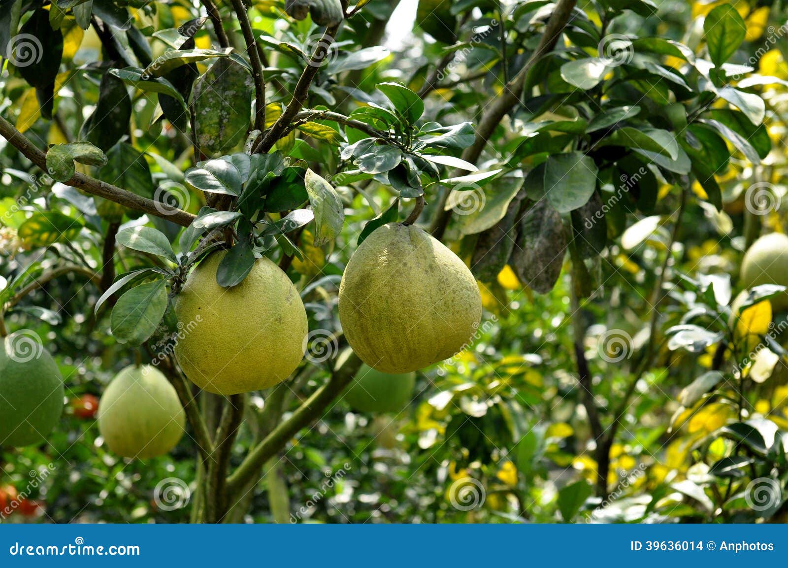 Pomelo Trees Stock Photo Image 39636014