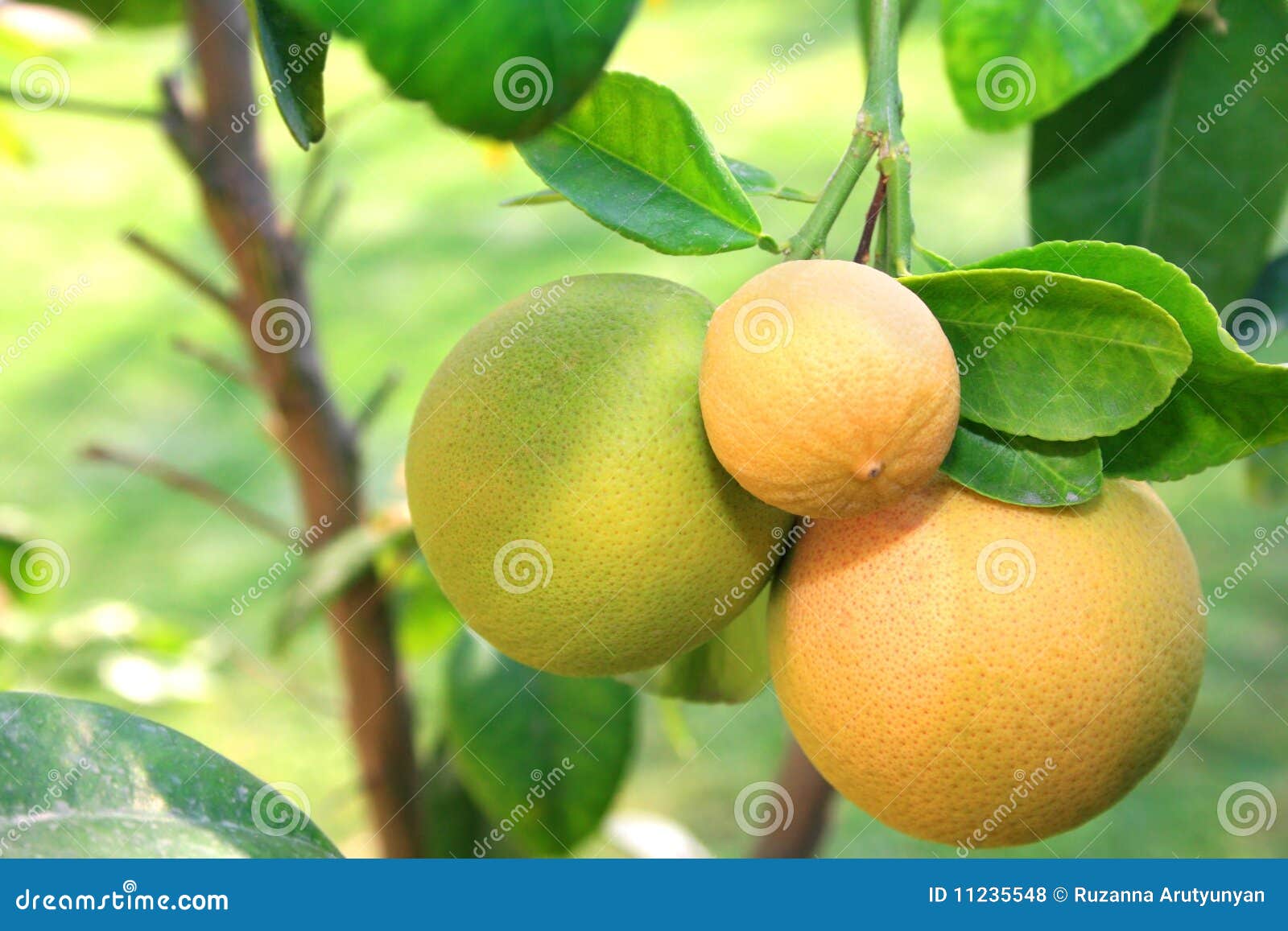 Pomelos foto de archivo. Imagen de anaranjado, verde 11235548