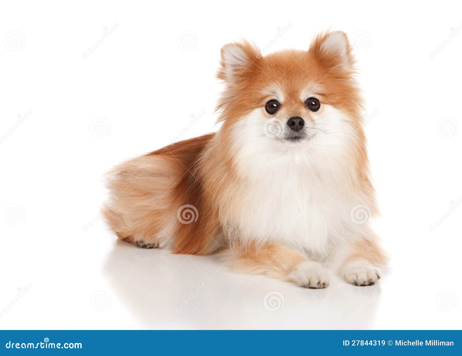 Pomeranian stock image. Image of orange, isolated, pomeranians 27844319