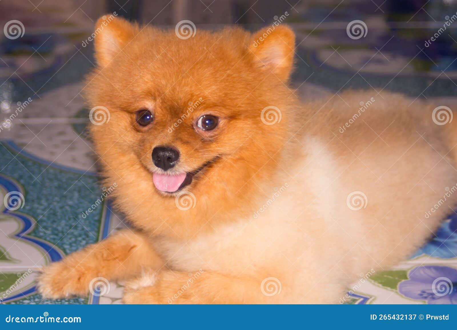Pomeranian Alone in Home Animal Pet Stock Image Image of indoors, animal 265432137