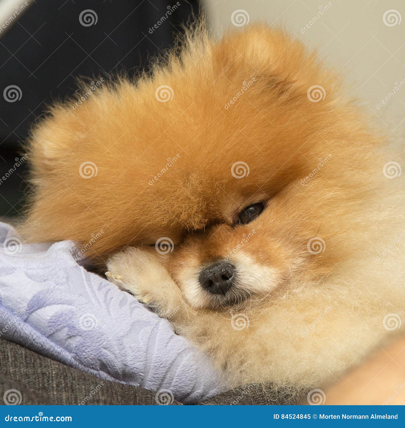 Pomeranian in bed stock image. Image of canine, body 84524845