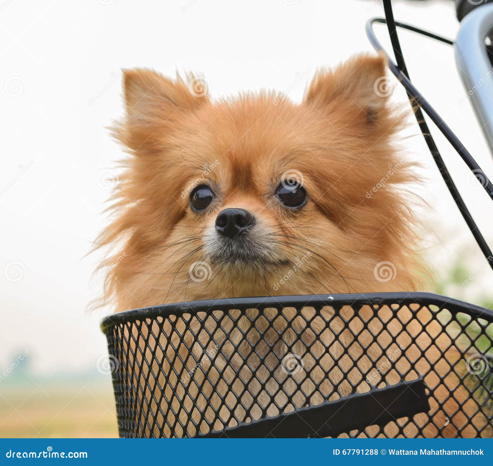 Pomeranian stock photo. Image of bicycle, basket, pomeranian 67791288