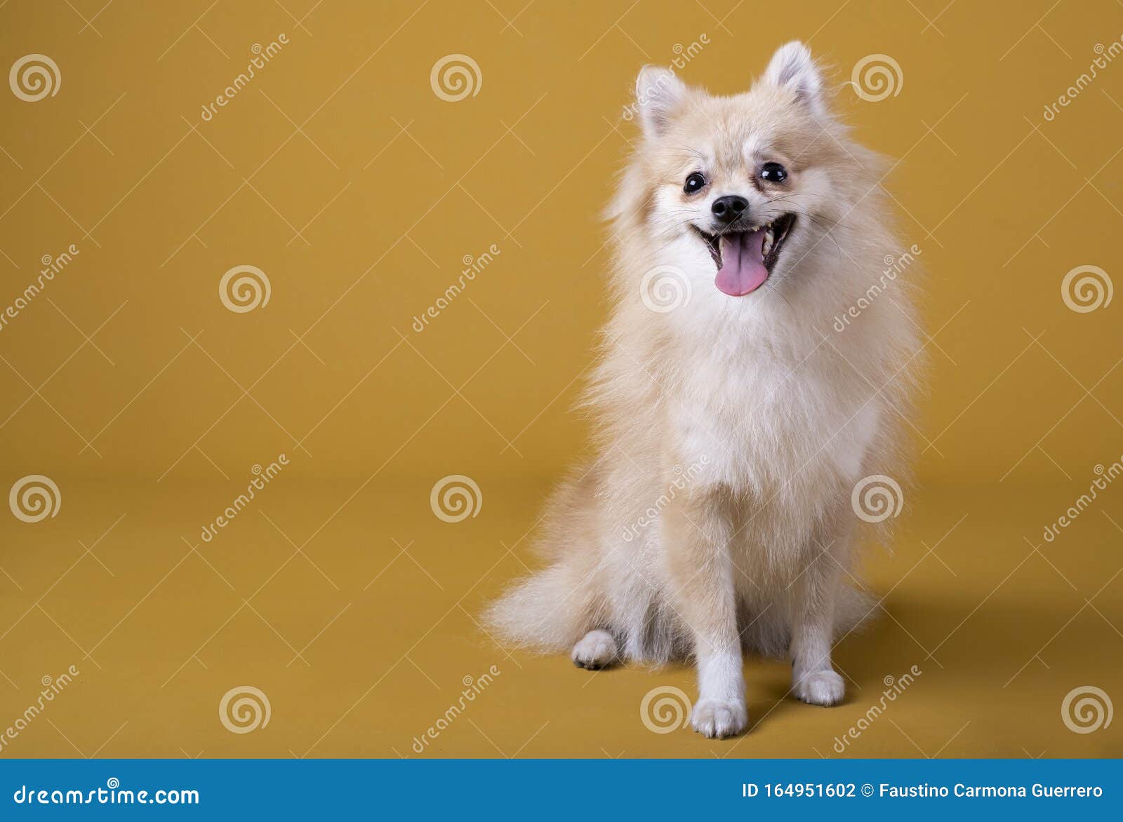 Pomeranian Breed Dog Lying With Its Head Raised And Sticking Out Its Tongue On Yellow Background Stock Photo Image Of Mammals Pedigree 164951602