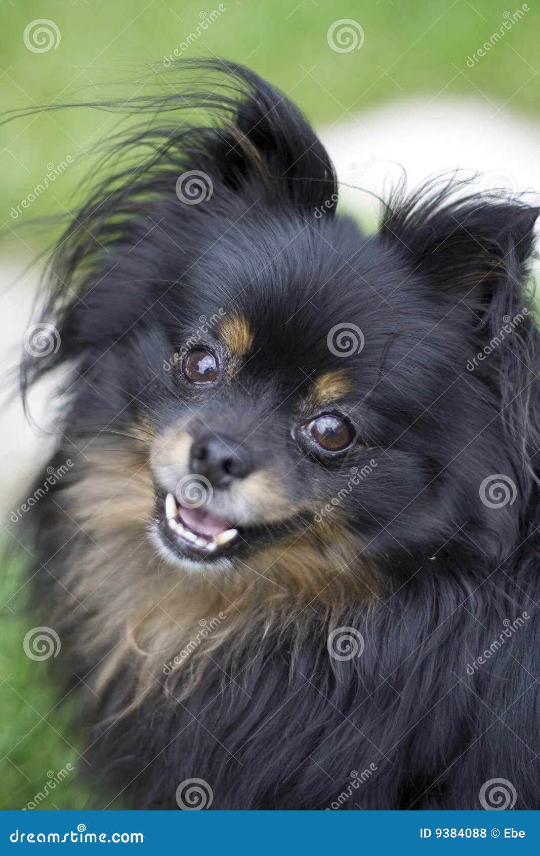 chihuahua cross pomeranian