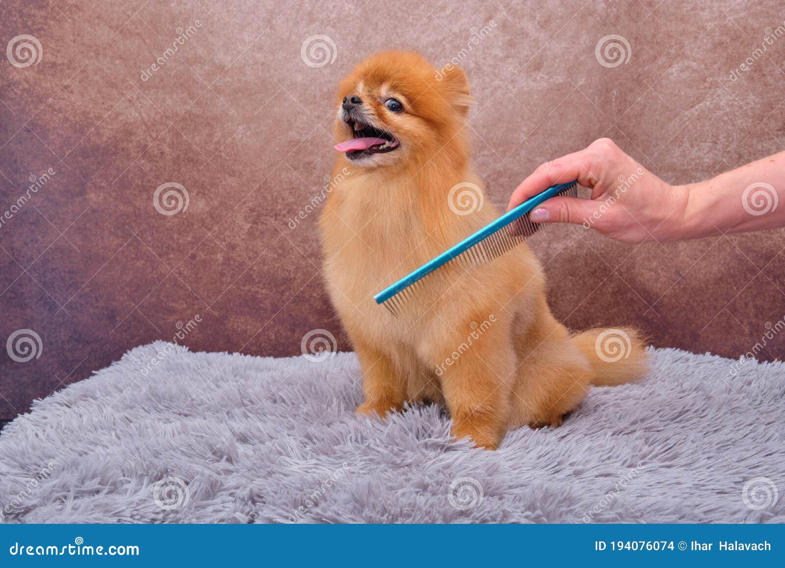 pomeranian show cut