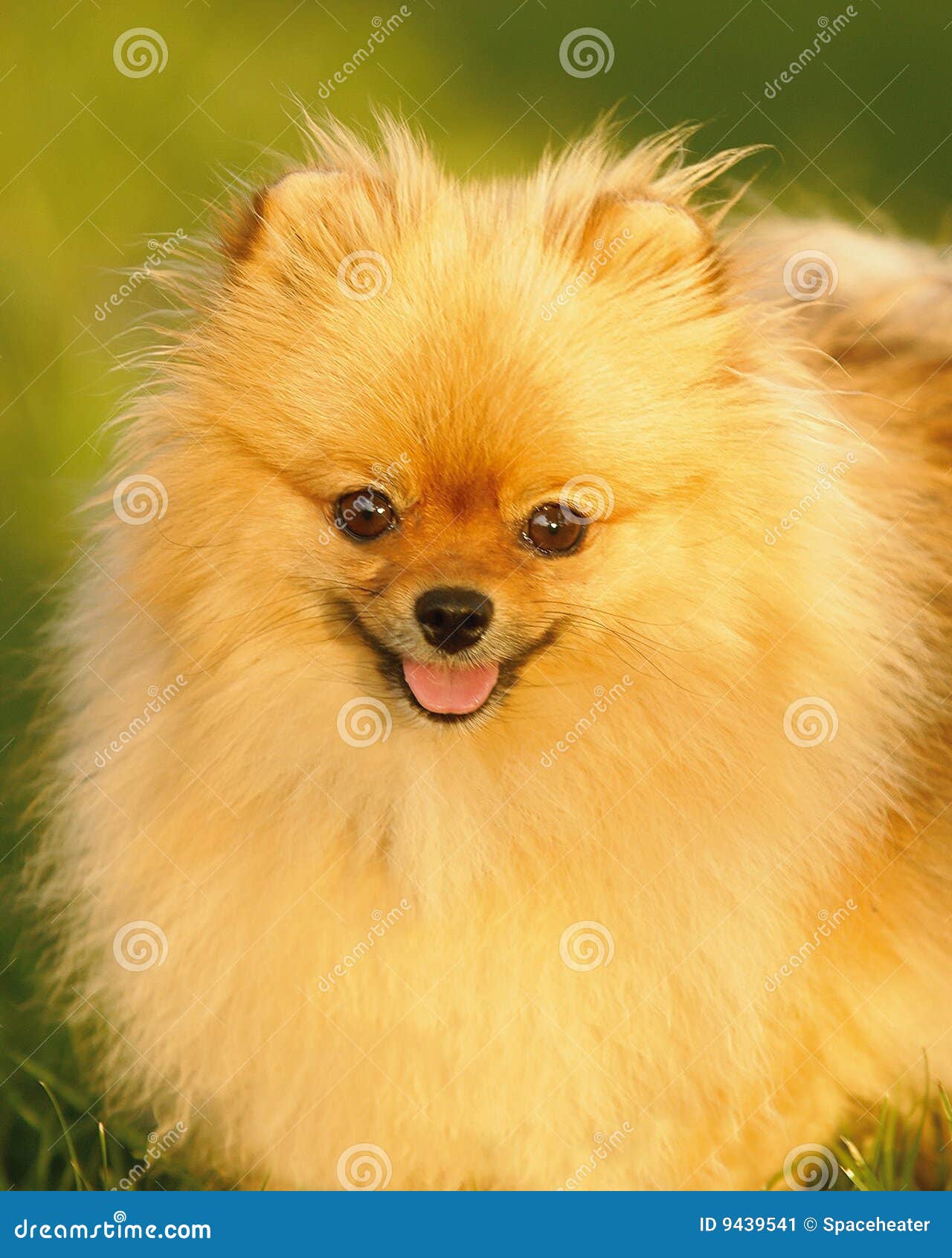 Pomeranian Dog stock image. Image of portrait, puppy, loyal 9439541