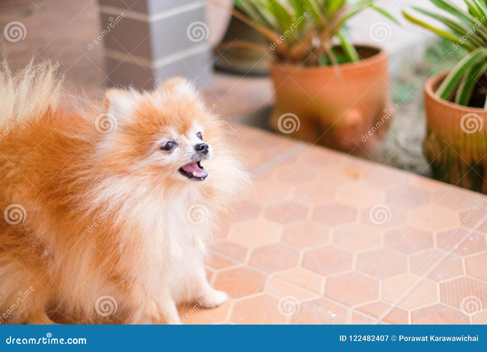 Pomeranian dog. stock image. of animal, dogs, bark -