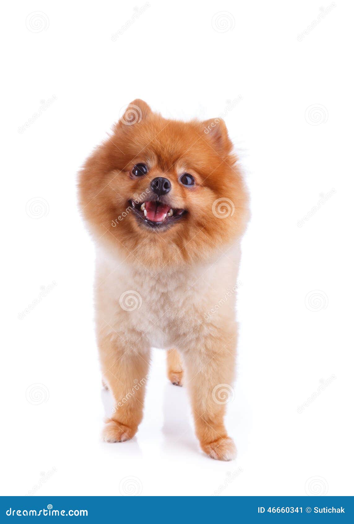 pomeranian puppies with hair pomeranian brown hair stock photo image 46660341 pomeranian puppies with hair pomeranian brown hair stock photo image 46660341