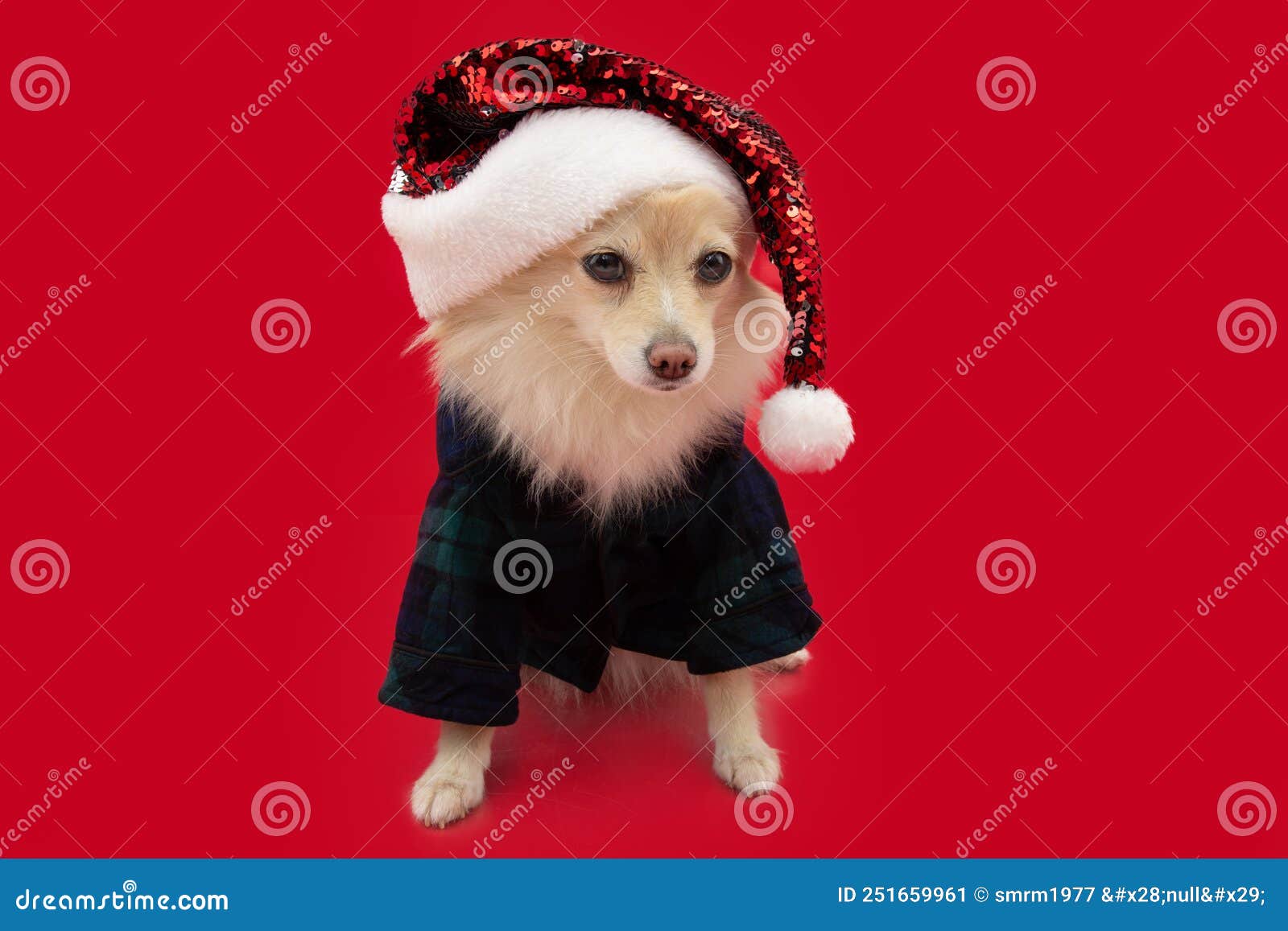 pomeranian dog celebrating christmas with a checkered pijama and santa claus hat.  on red background