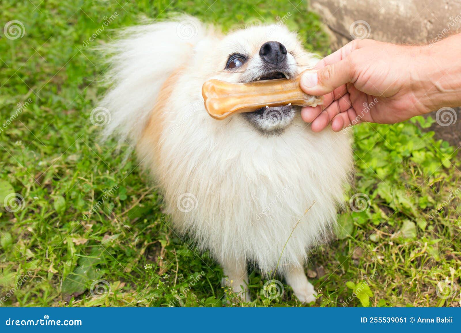 Pomeranian Dog Chewing a Bone on Green Grass Background. Man Giving