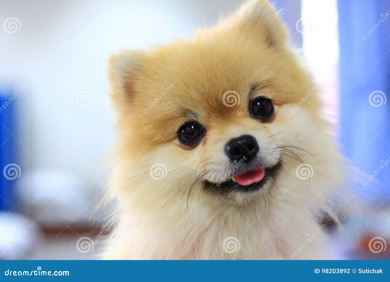 Pomeranian Dog Cute Happy Smile Stock Photo - Image of doggy ...