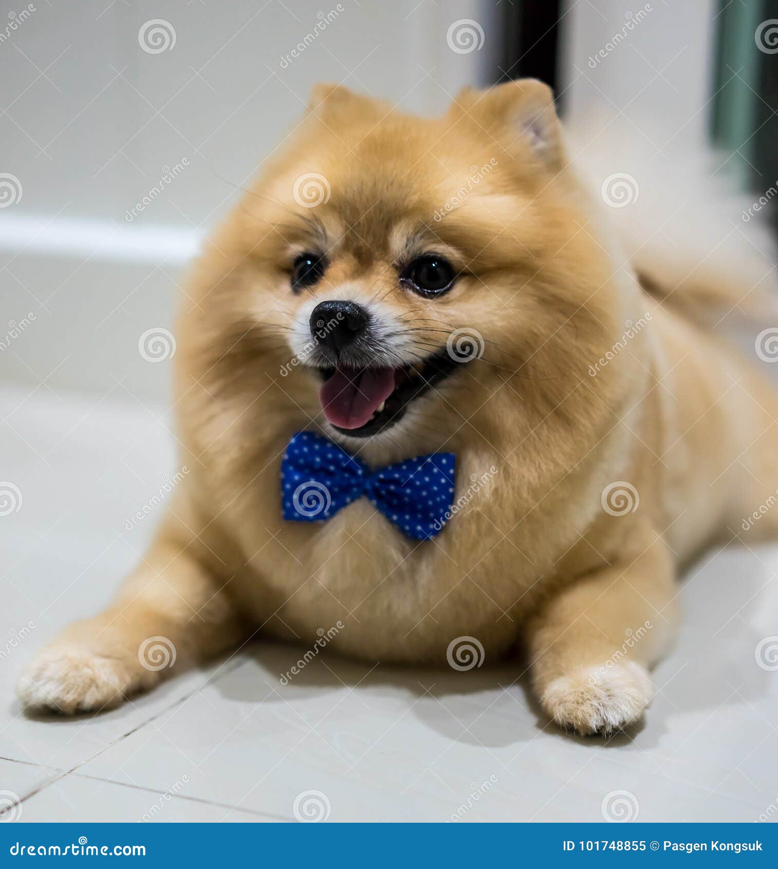 Pomeranian Dog Cute Pets Short Hair Style in Home, Selective Focus on Nose Stock Image - Image of lovely, action: 101748855 Pomeranian Dog Cute Pets Short Hair Style in Home, Selective Focus on Nose Stock Image - Image of lovely, action: 101748855