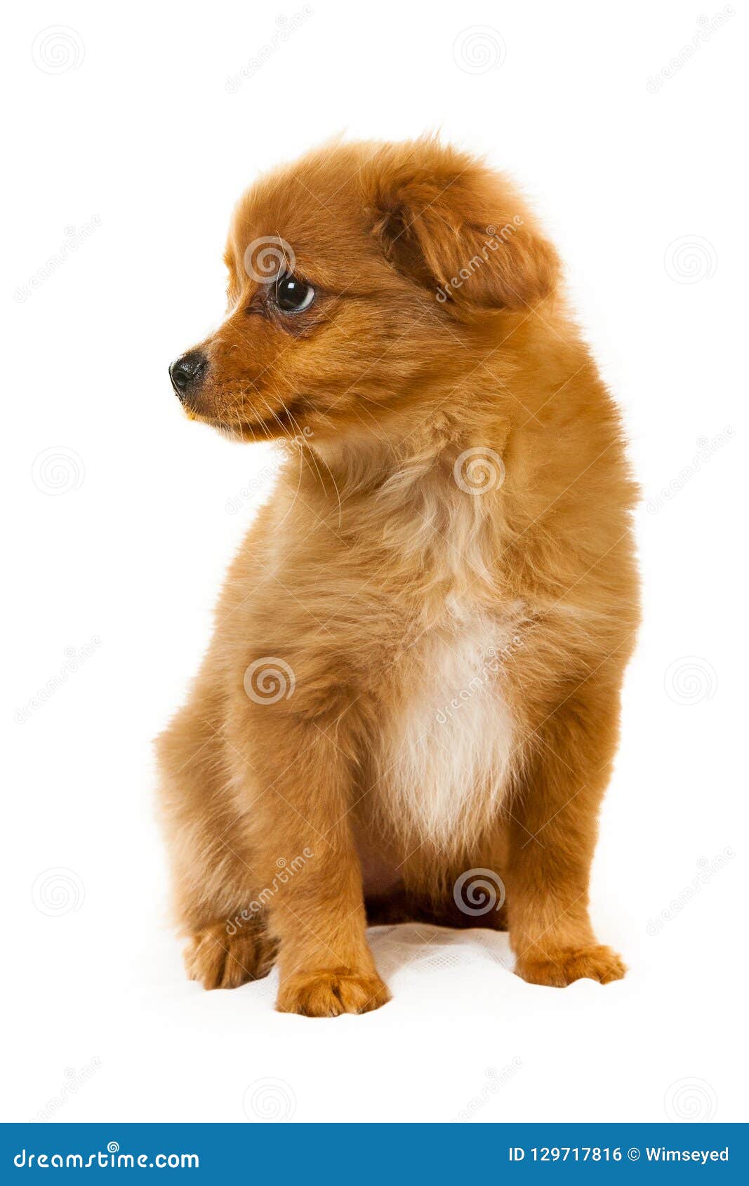 Pomeranian Dog Fluffy Cute Puppy Stock Photo - Image of brown ...