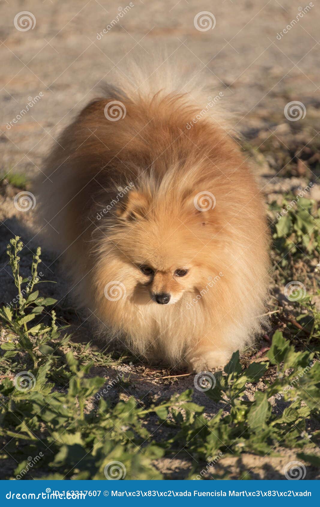 pomeranian long hair