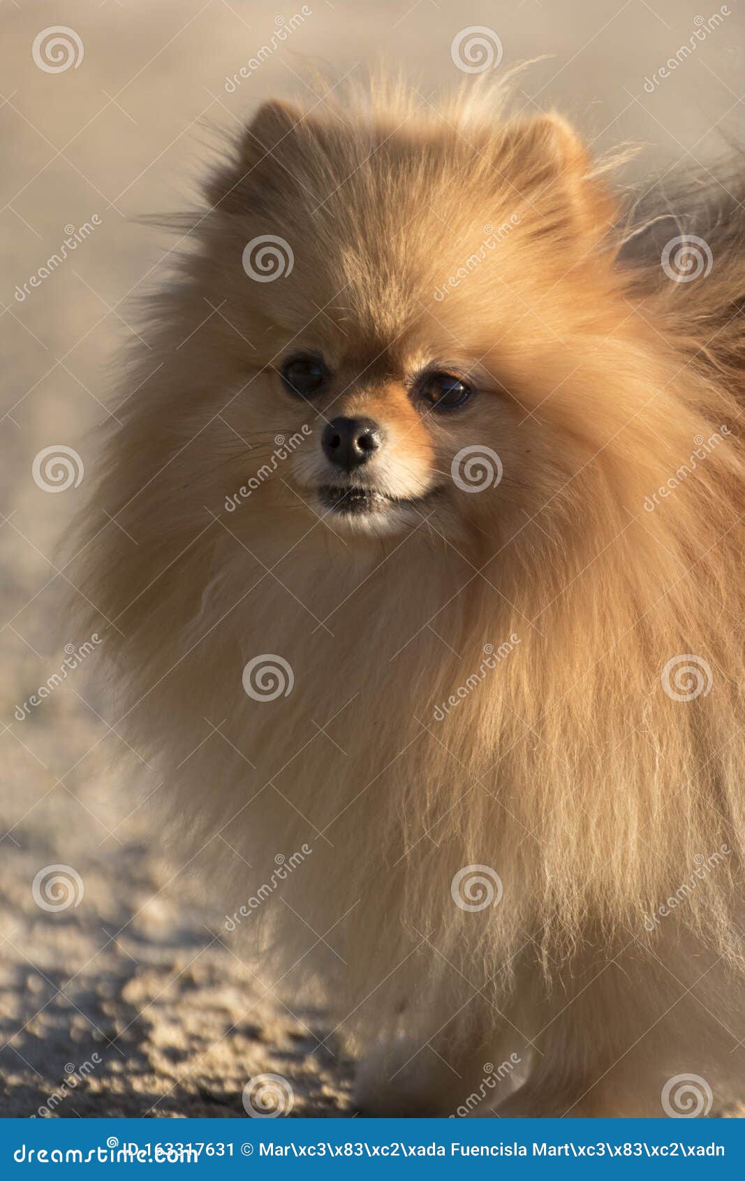 pomeranian long hair