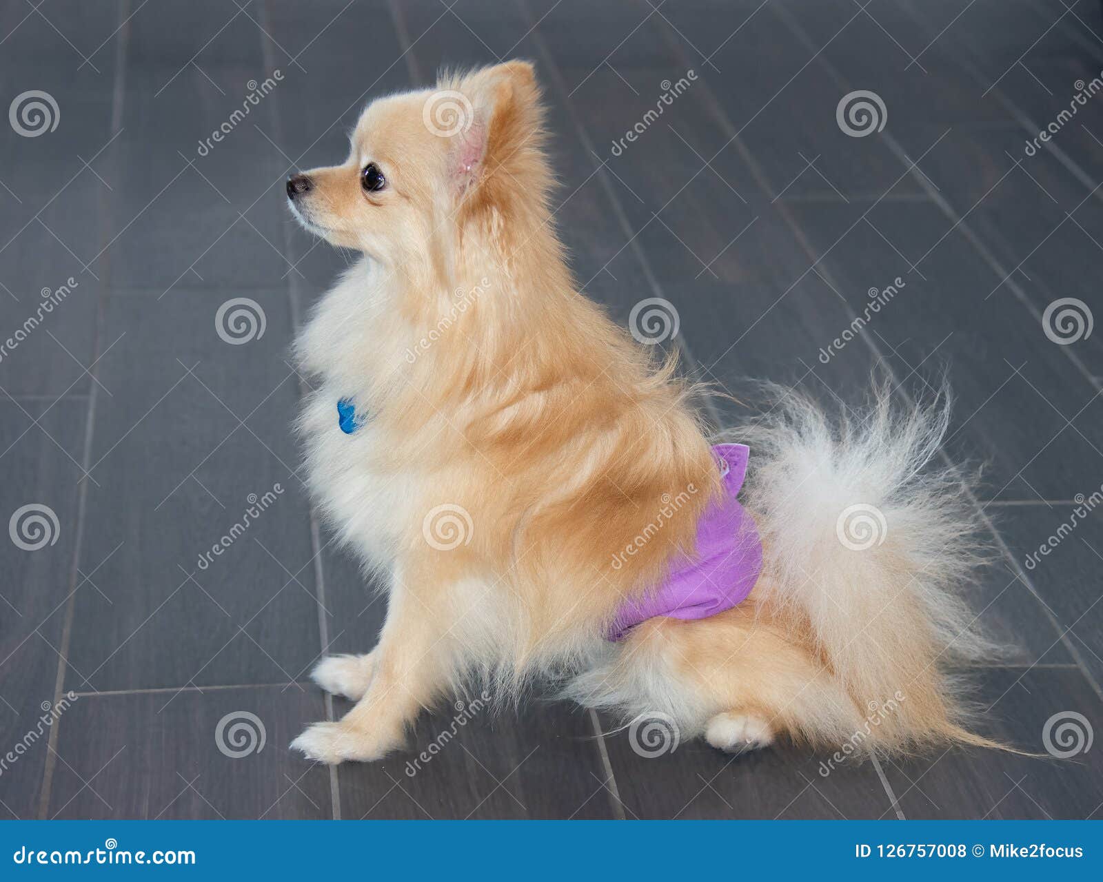 Pomeranian Dog In Pee Diaper To Keep Him From Urinating On The