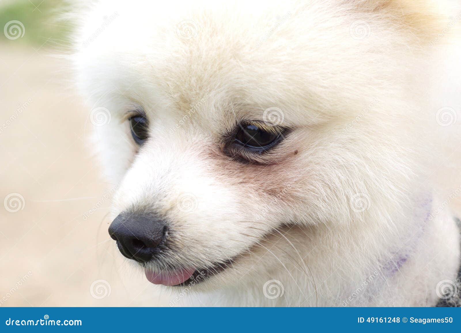 Pomeranian Dog Sit and Stare Stock Photo Image of animal, canine