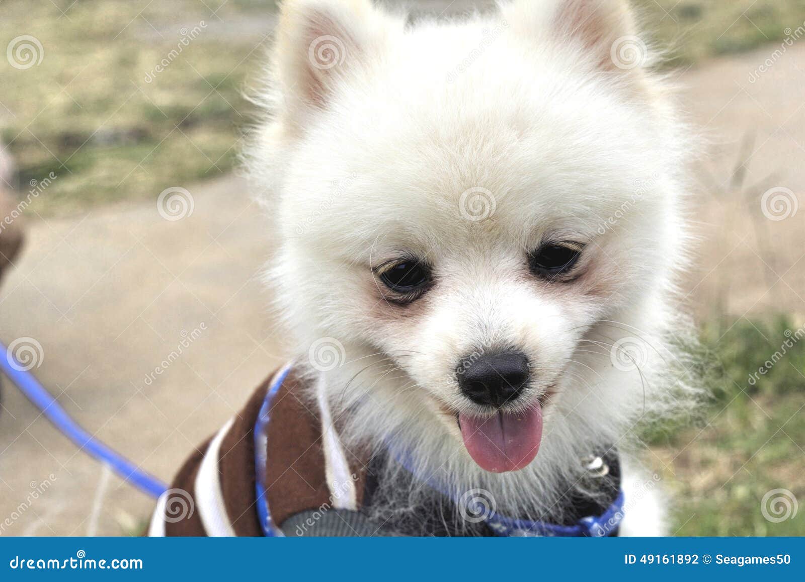 Pomeranian Dog Sit and Stare. Stock Photo Image of brown, cute 49161892