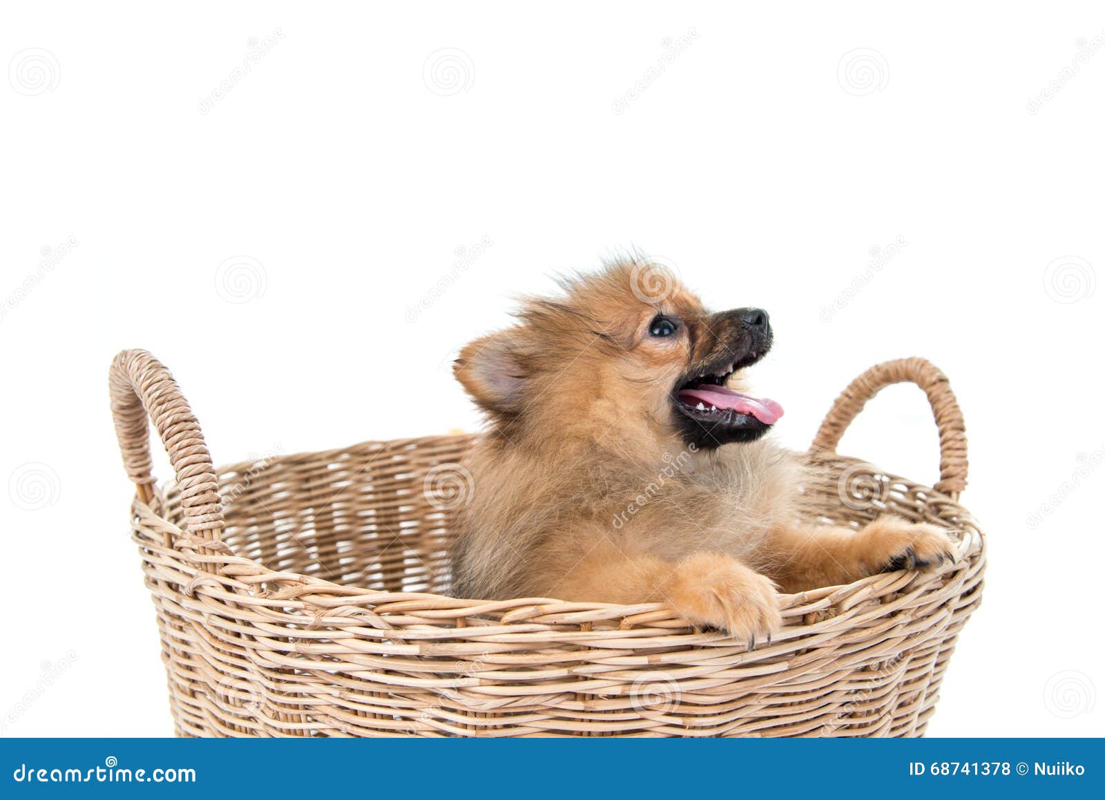 Pomeranian Dog Stading in Basket Stock Photo Image of beauty