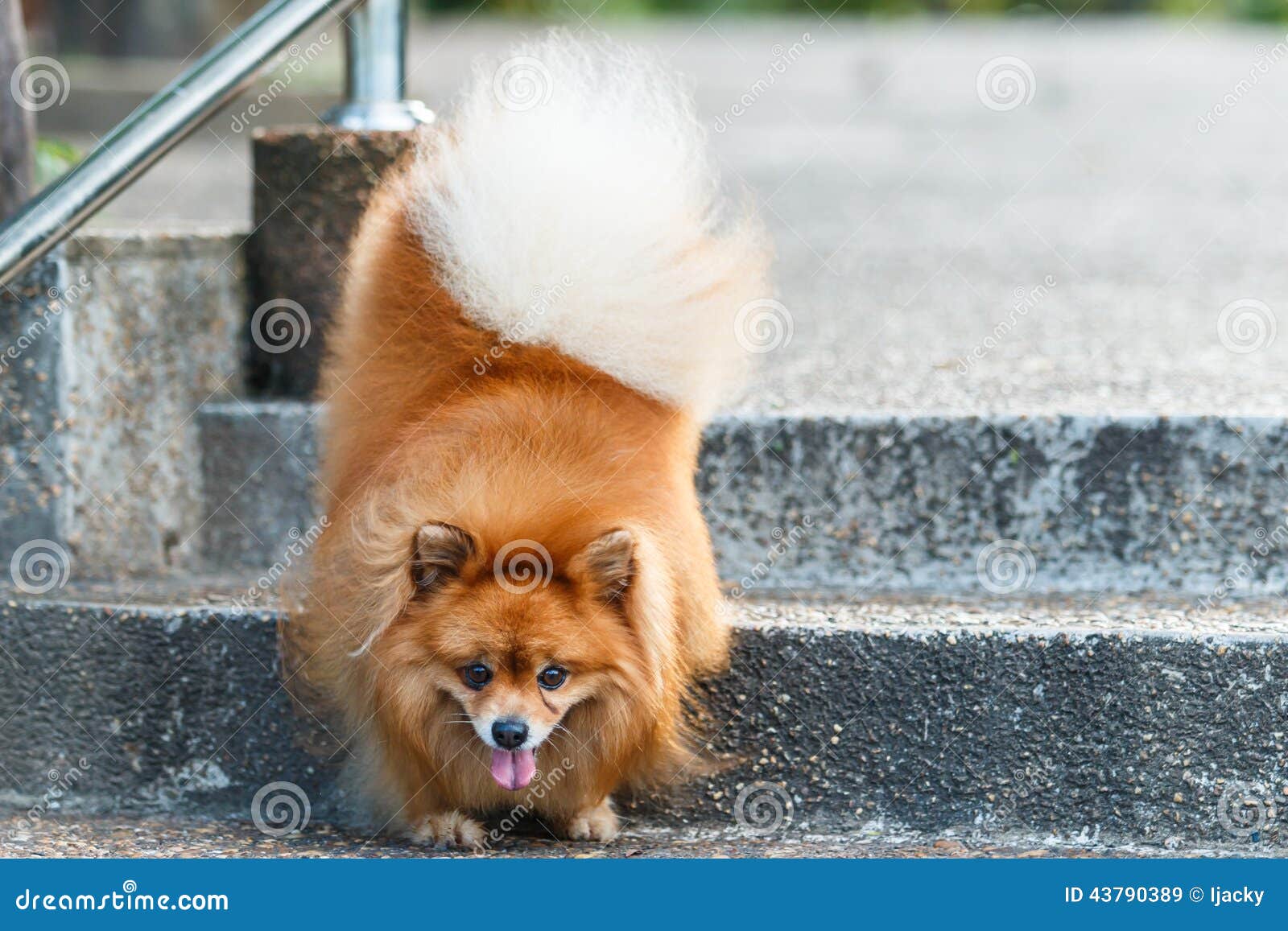 dog walking down stairs