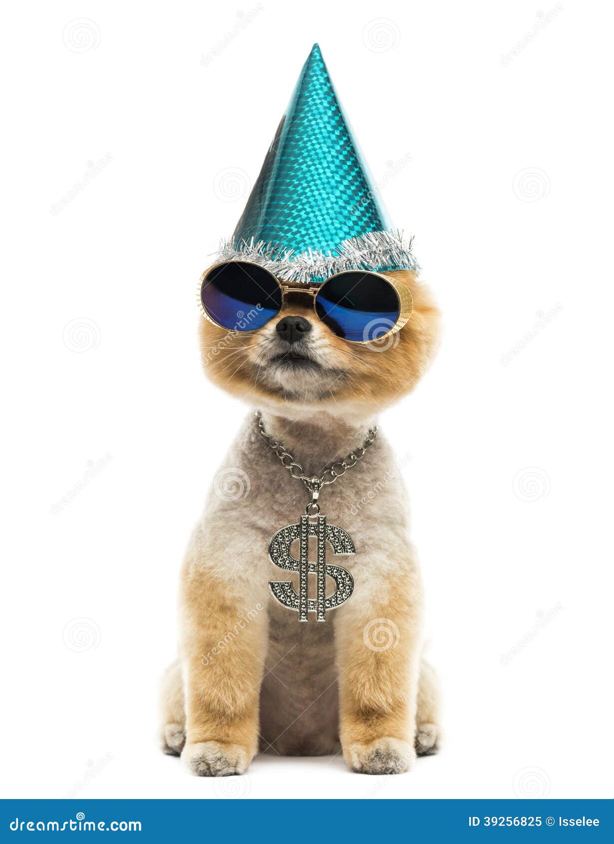 Pomeranian Dog Wearing Dollar Necklace, Blue Sunglasses and Part Stock ...