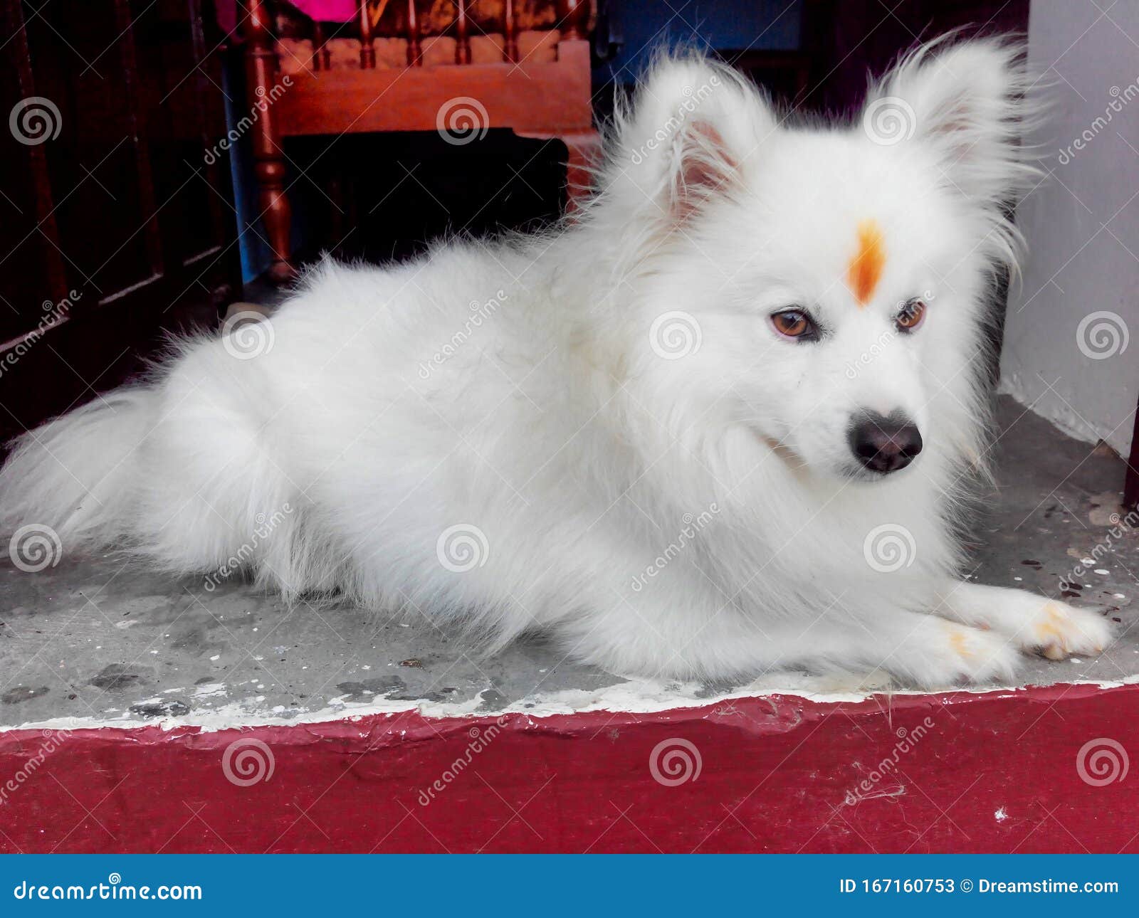 Pomeranian Dog In White Color Stock Image Image Of Black Color