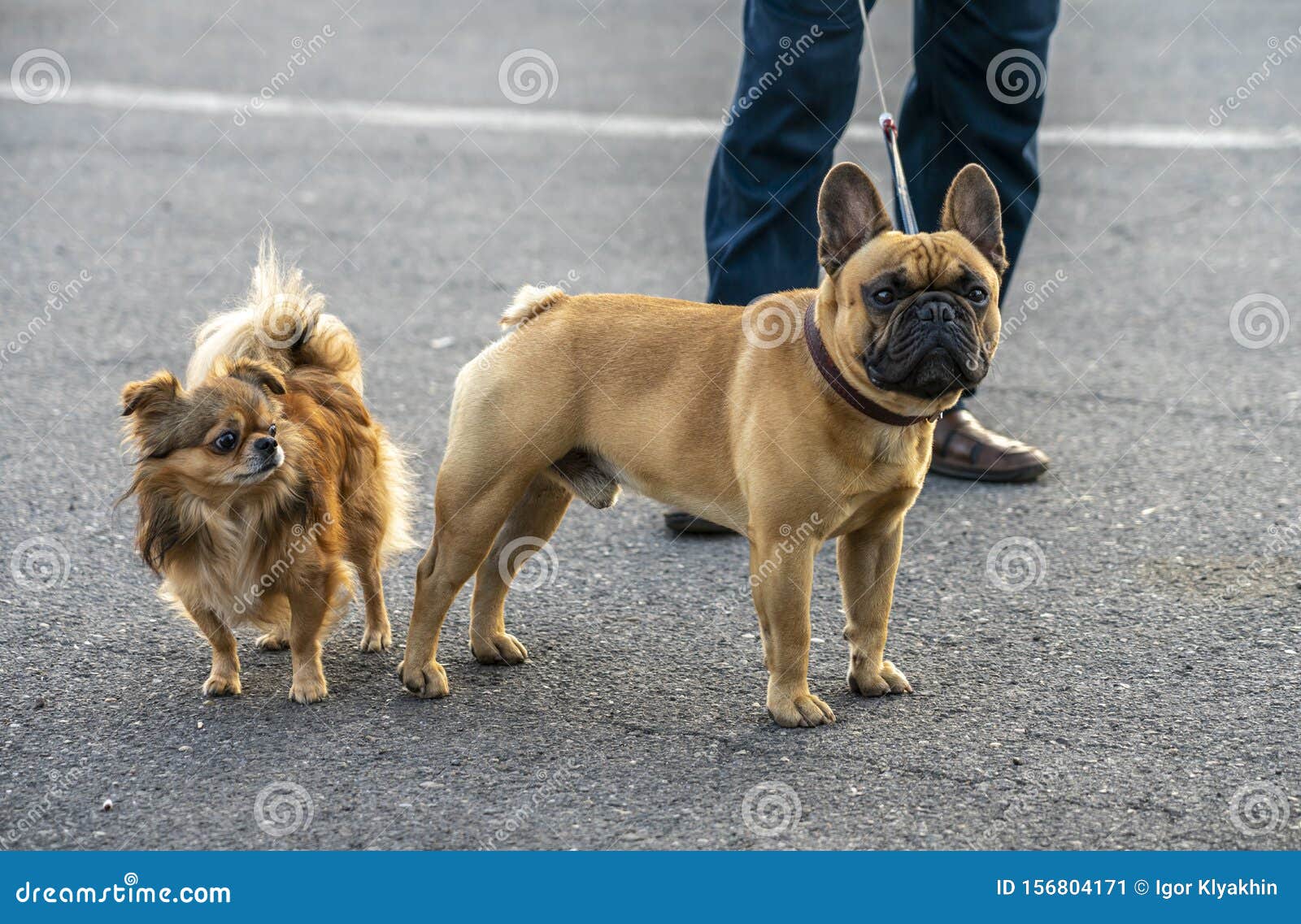 Shah Alperne maskine Pomeranian and French Bulldog Look Closely at What is Happening Stock Image  - Image of dogs, white: 156804171