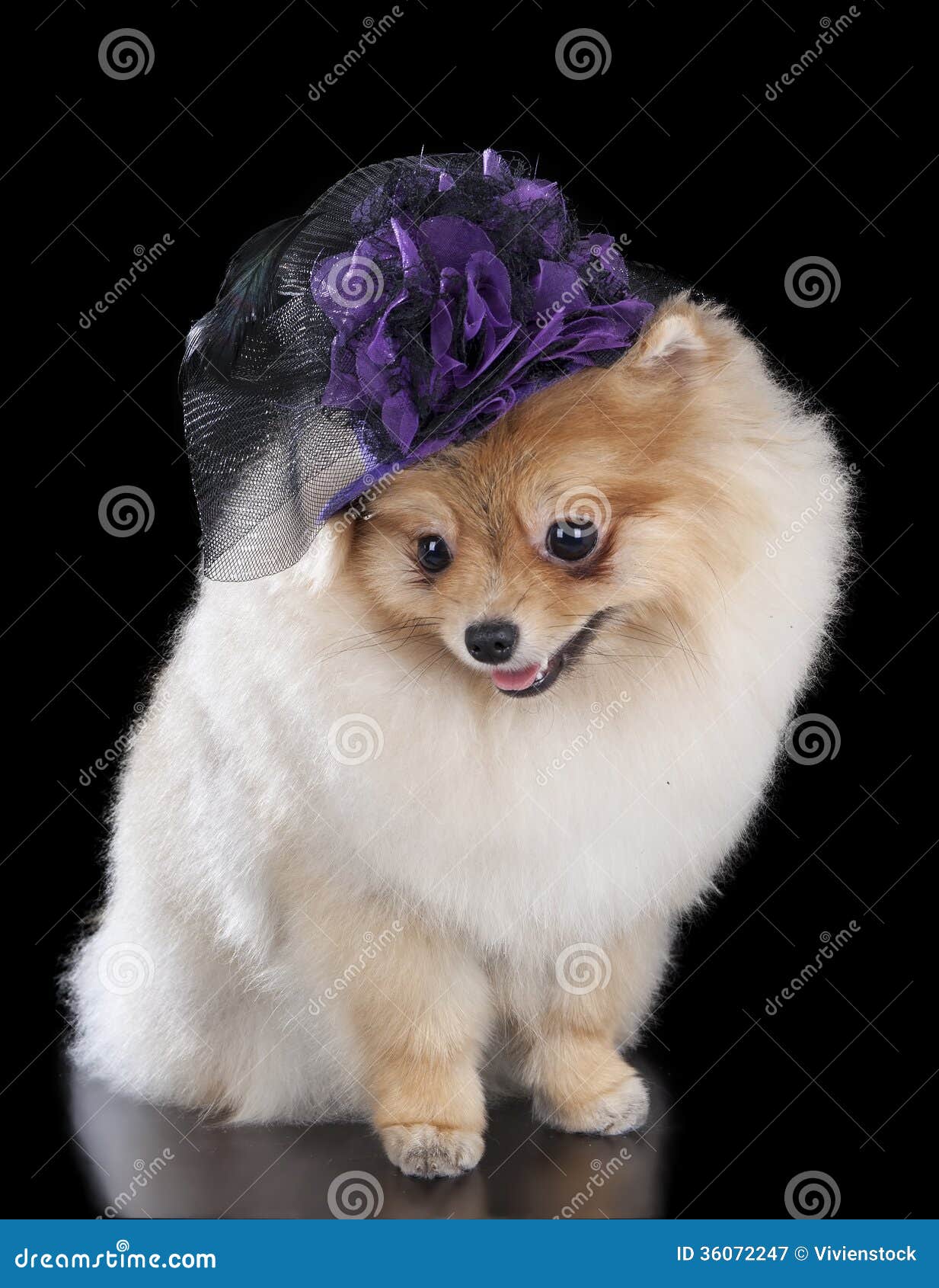 pomeranian hat