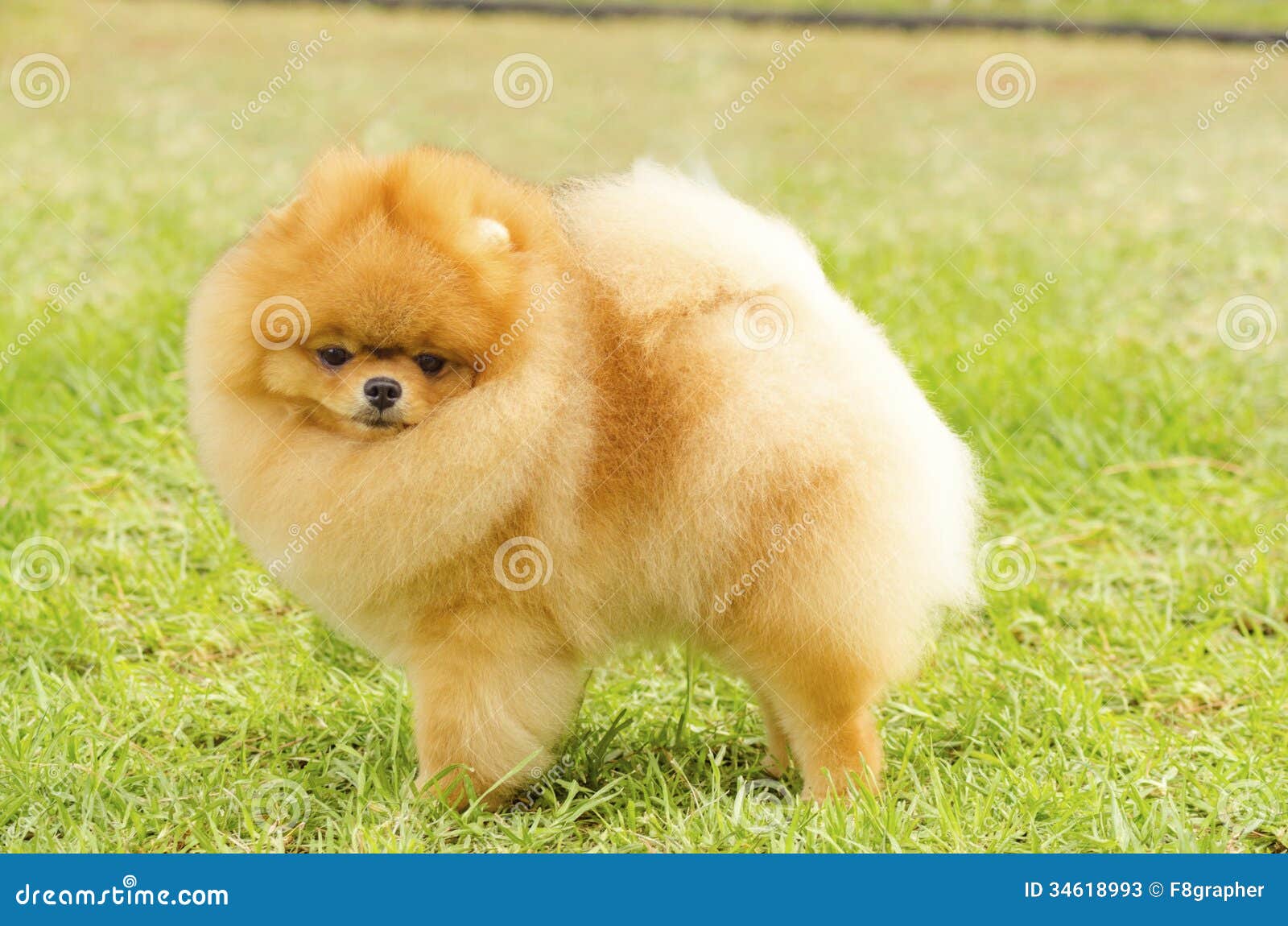 Pomeranian Fotos - & Royalty-Free Stock Fotos von Dreamstime