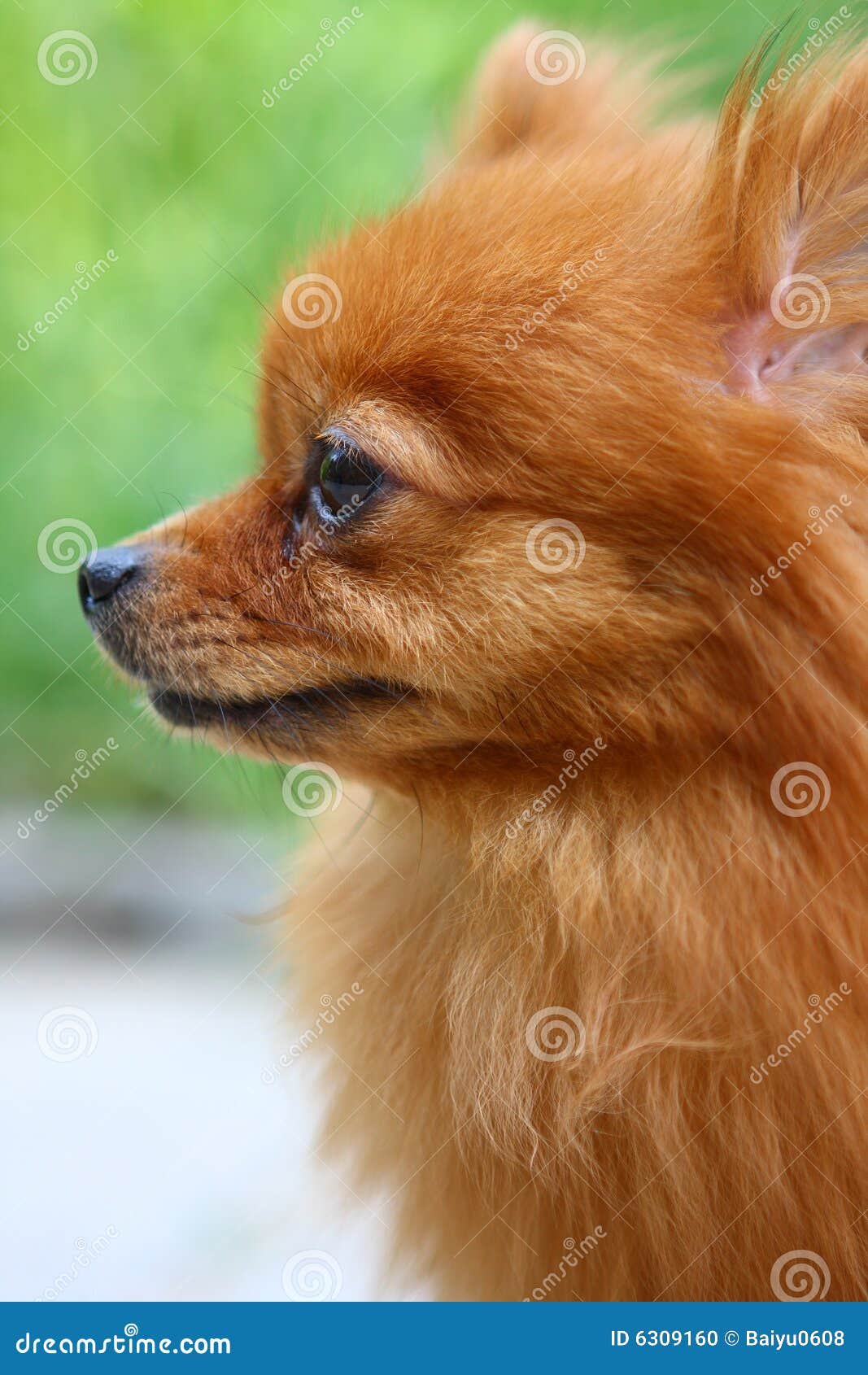 Pomeranian Hund stockfoto. Bild von carnivore, brut, gesichter 6309160