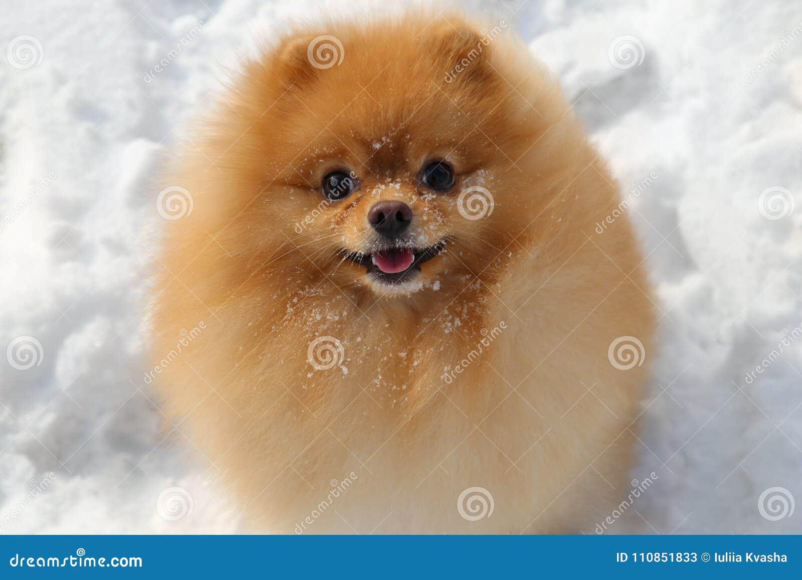 1,189 Fluffig Hund Liten Foton Gratis och royaltyfria stockfoton från