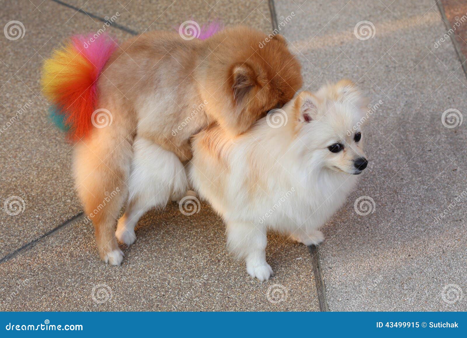 Pomeranian Hunde stockbild. Bild von sexuell, säugetier 43499915
