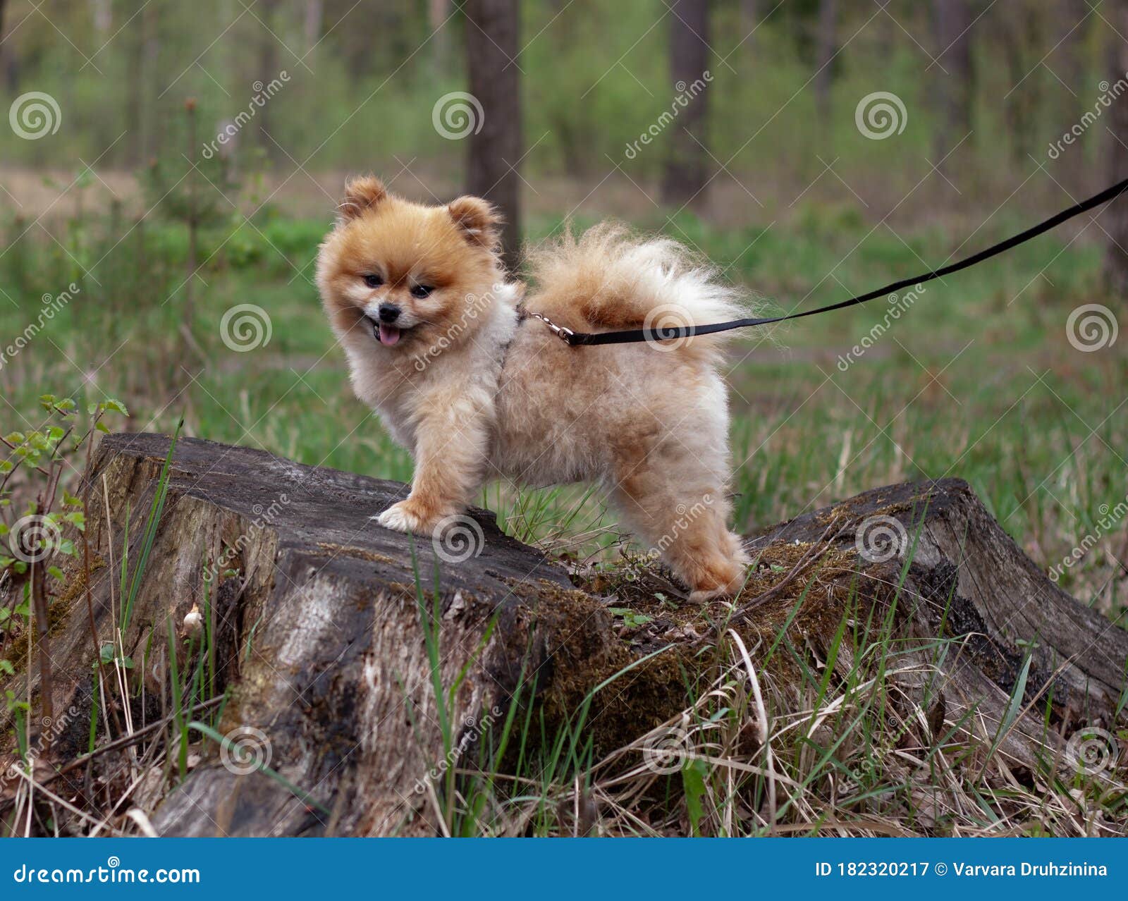 Pomeranian Mini Teddy Bear Red Color Stands on a Stump in the Forest  Sideways Dog on a Leash Stock Image - Image of orange, portrait: 182320217