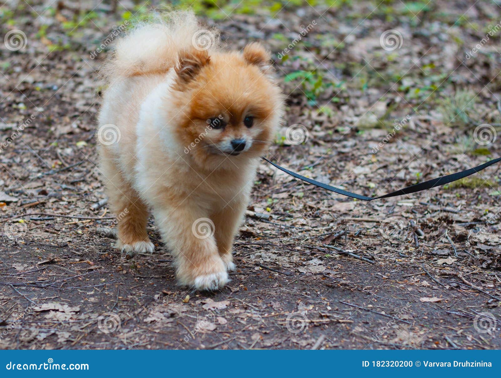 Pomeranian Mini Teddy Bear Red Color Walks on a Leash Goes Along the Path  Stock Photo - Image of pomeranian, toddler: 182320200