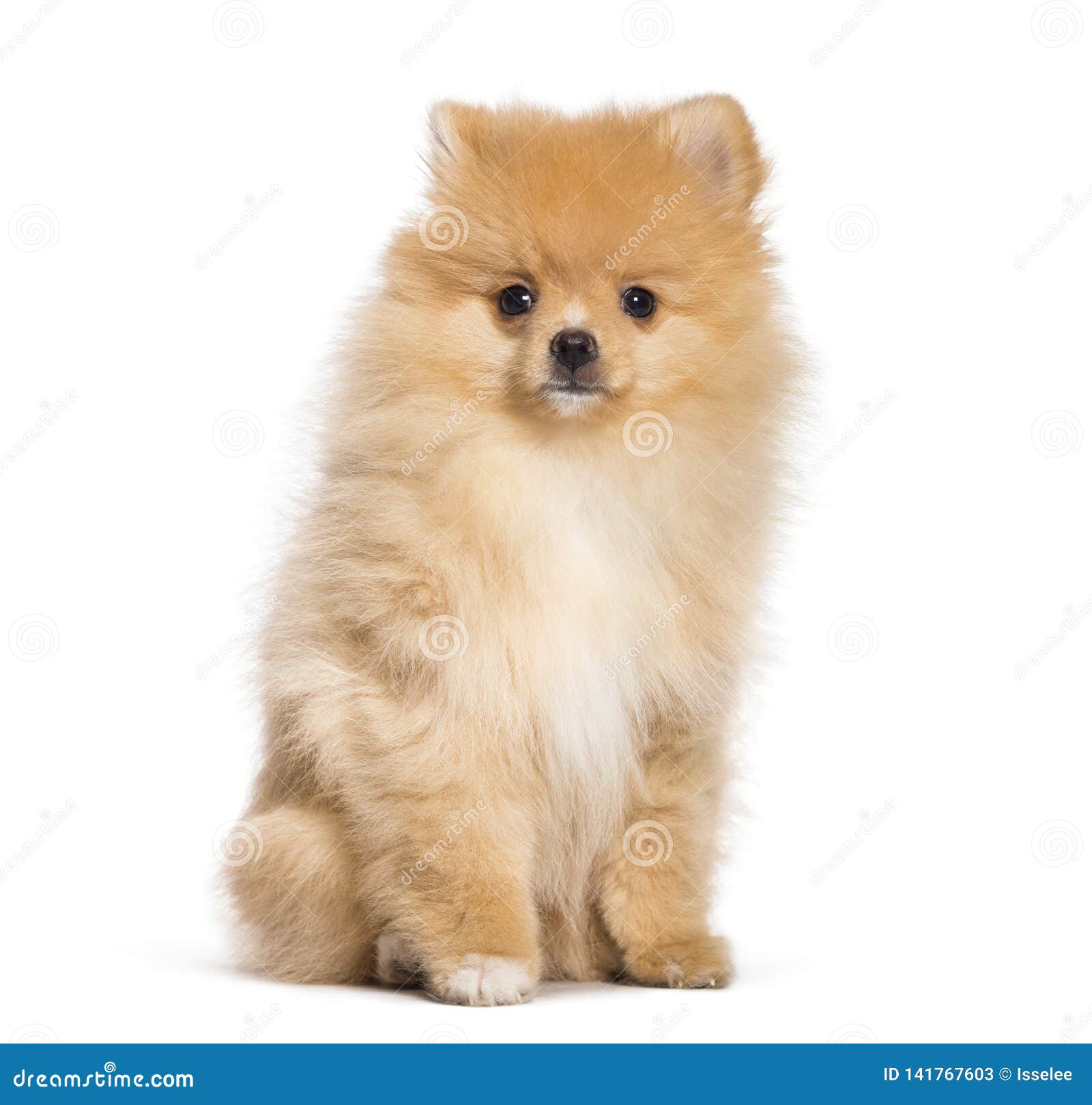 4 month old pomeranian