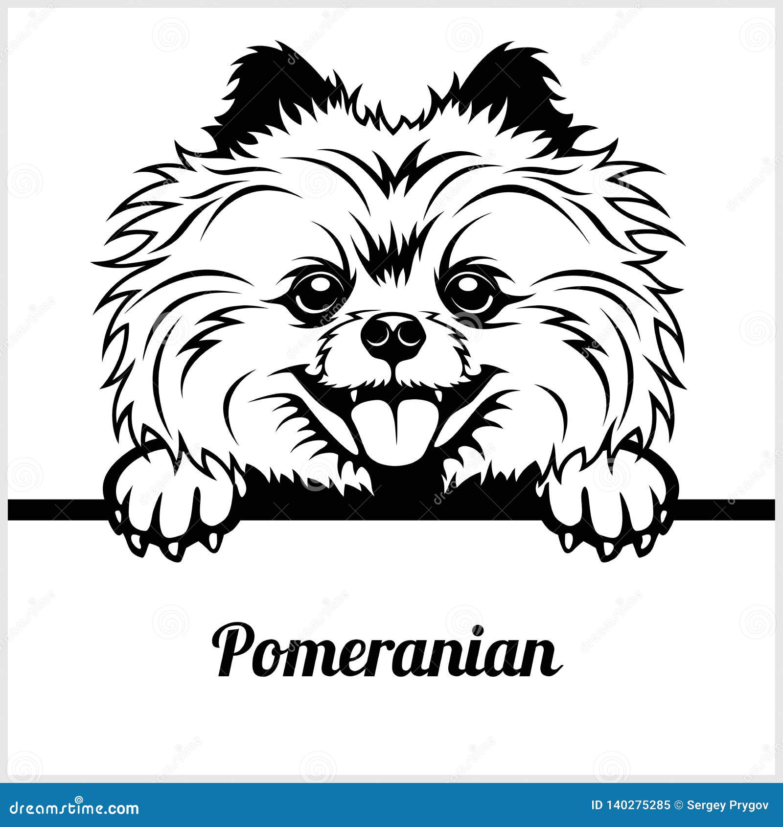 pomeranian - peeking dogs - - breed face head  on white