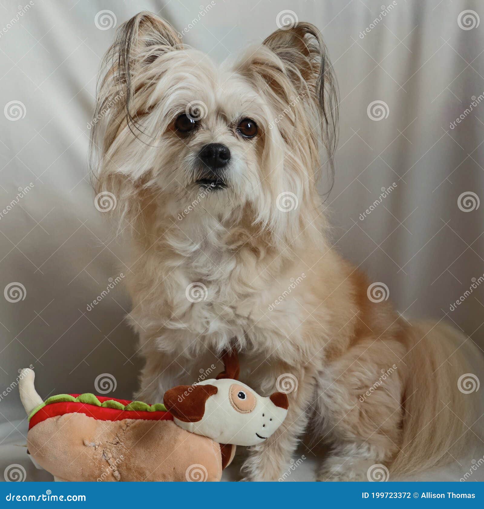 Pomeranian/poodle Mix Puppy Stock Photo - Image of poodle, posing: 199723372