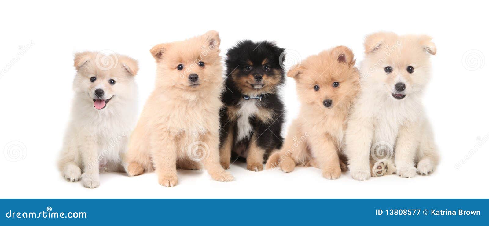 Pomeranian Puppies LIned Up On White Background Stock Image