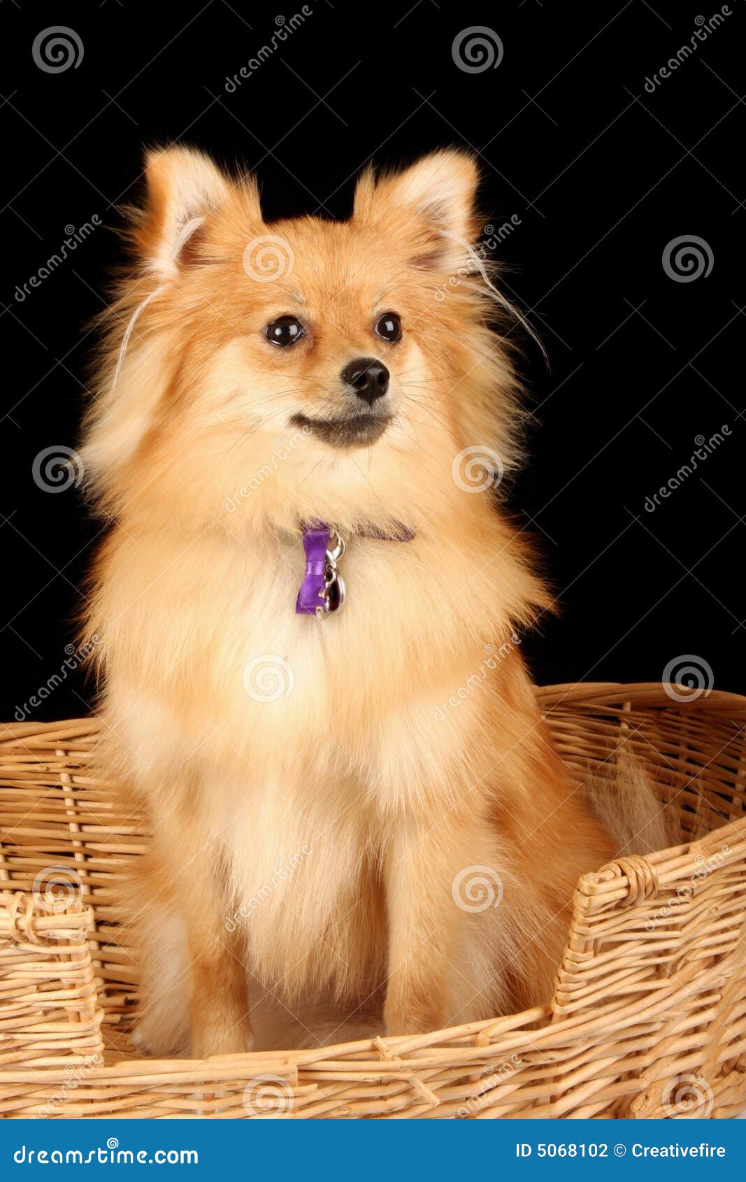 Pomeranian Puppy Dog in Basket Stock Photo Image of animal, puppy