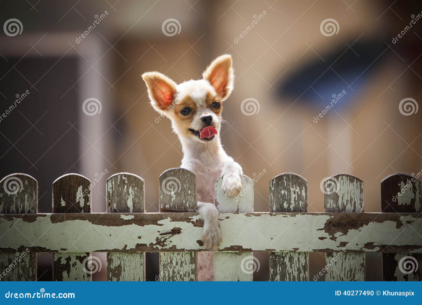 66,127 Old Animals Stock Photos - Free & Royalty-Free Stock Photos from Dreamstime 66,127 Old Animals Stock Photos - Free & Royalty-Free Stock Photos from Dreamstime