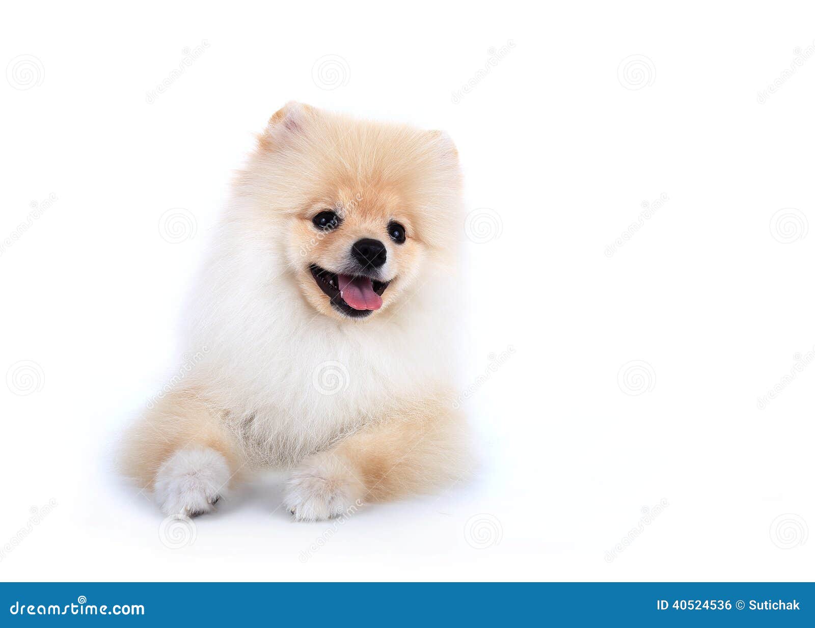 Pomeranian Puppy Dog On White Background Stock Photo ...