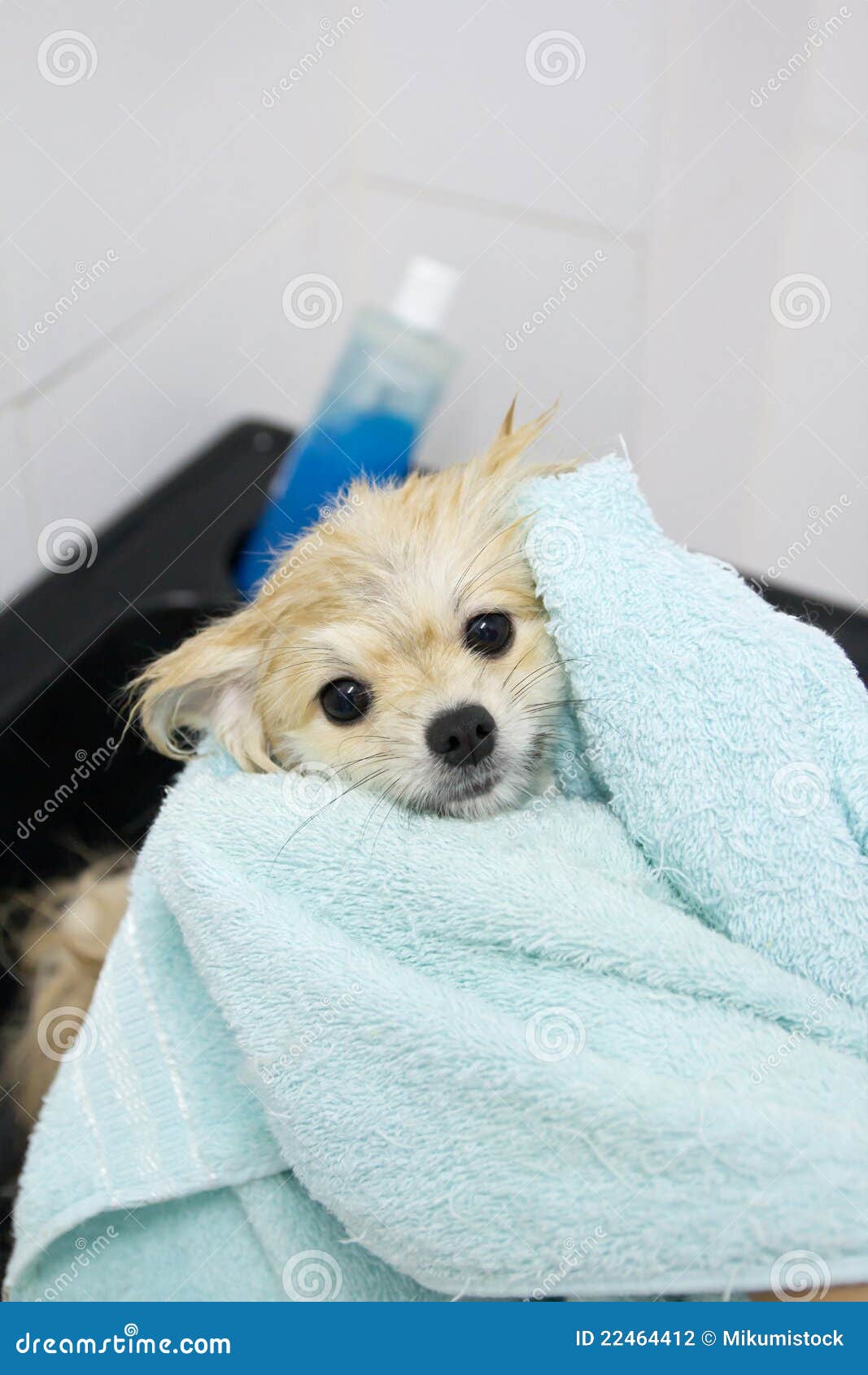 Pomeranian puppy shower stock photo. Image of scrape 22464412