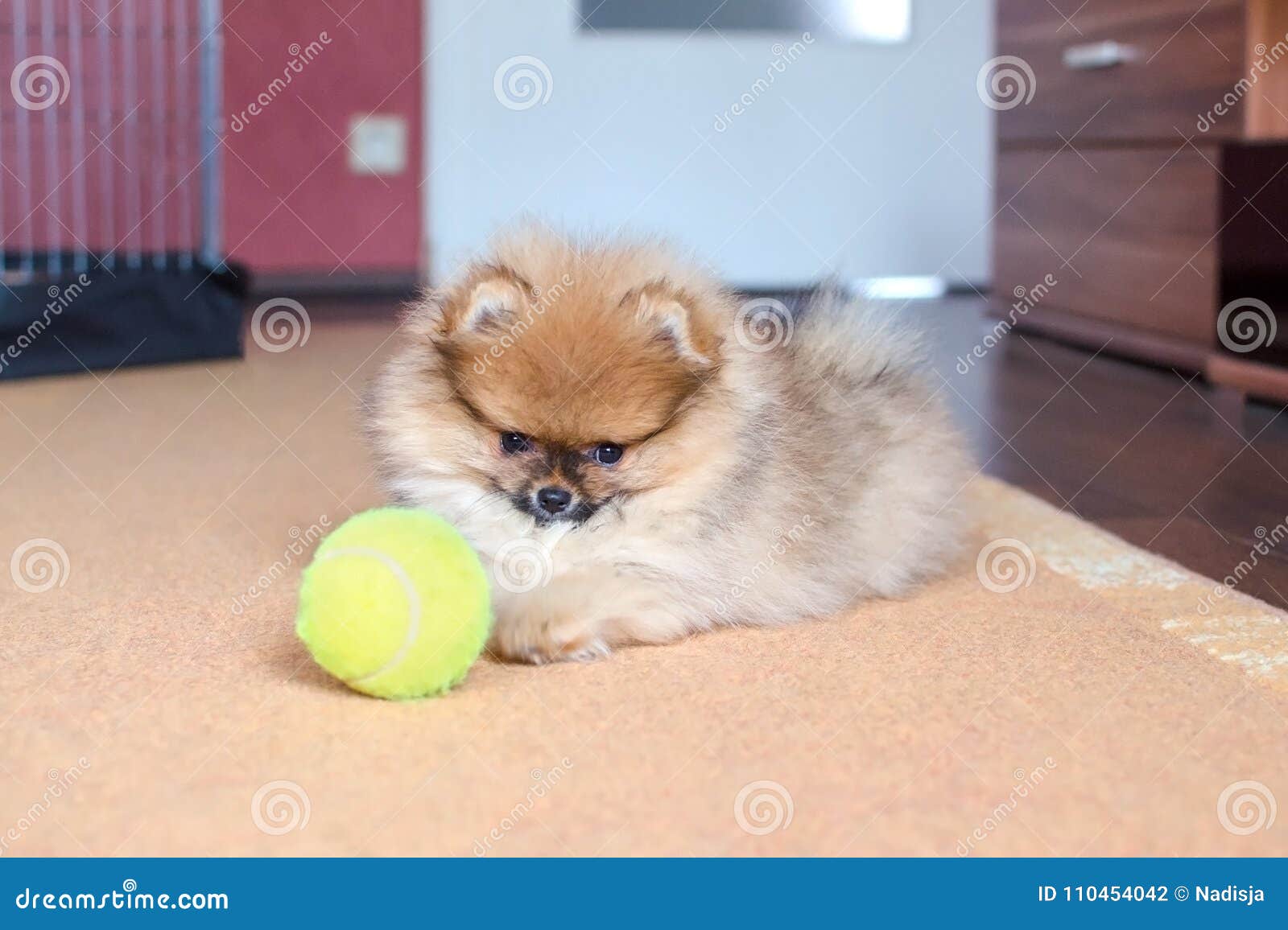 Earth Pics on X: White Teacup Pomeranian fluff ball   / X